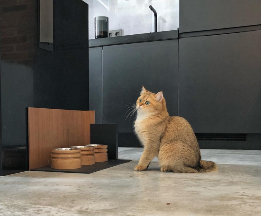 Modern Pet Feeders, Beds, and More from PETTEL